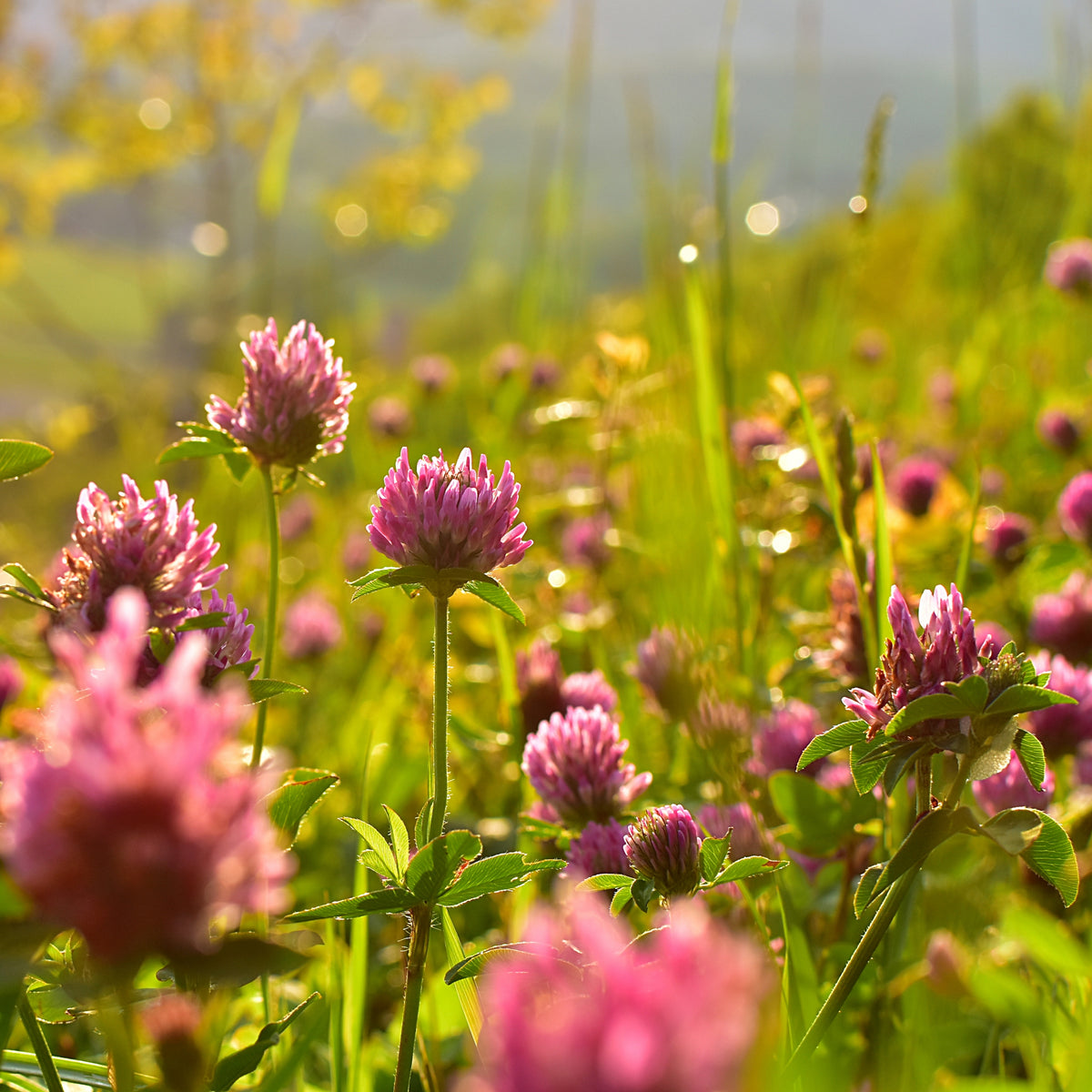 Medium Red Clover Seeds - Grass & Groundcover Seeds, 40+ seeds