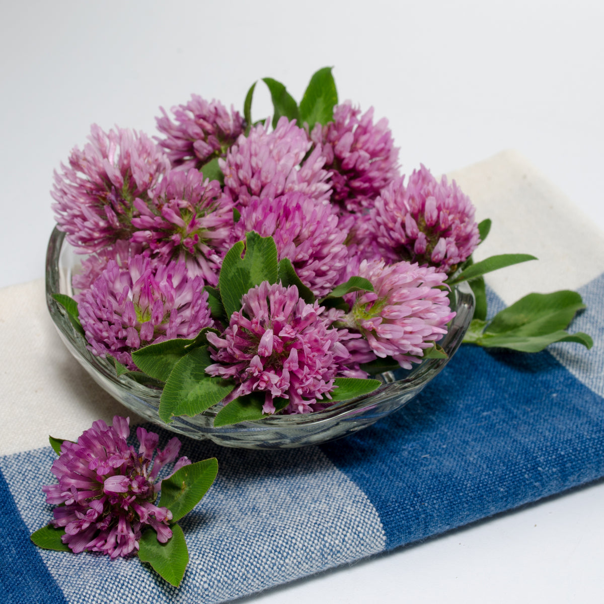 Medium Red Clover Seeds - Grass & Groundcover Seeds, 40+ seeds