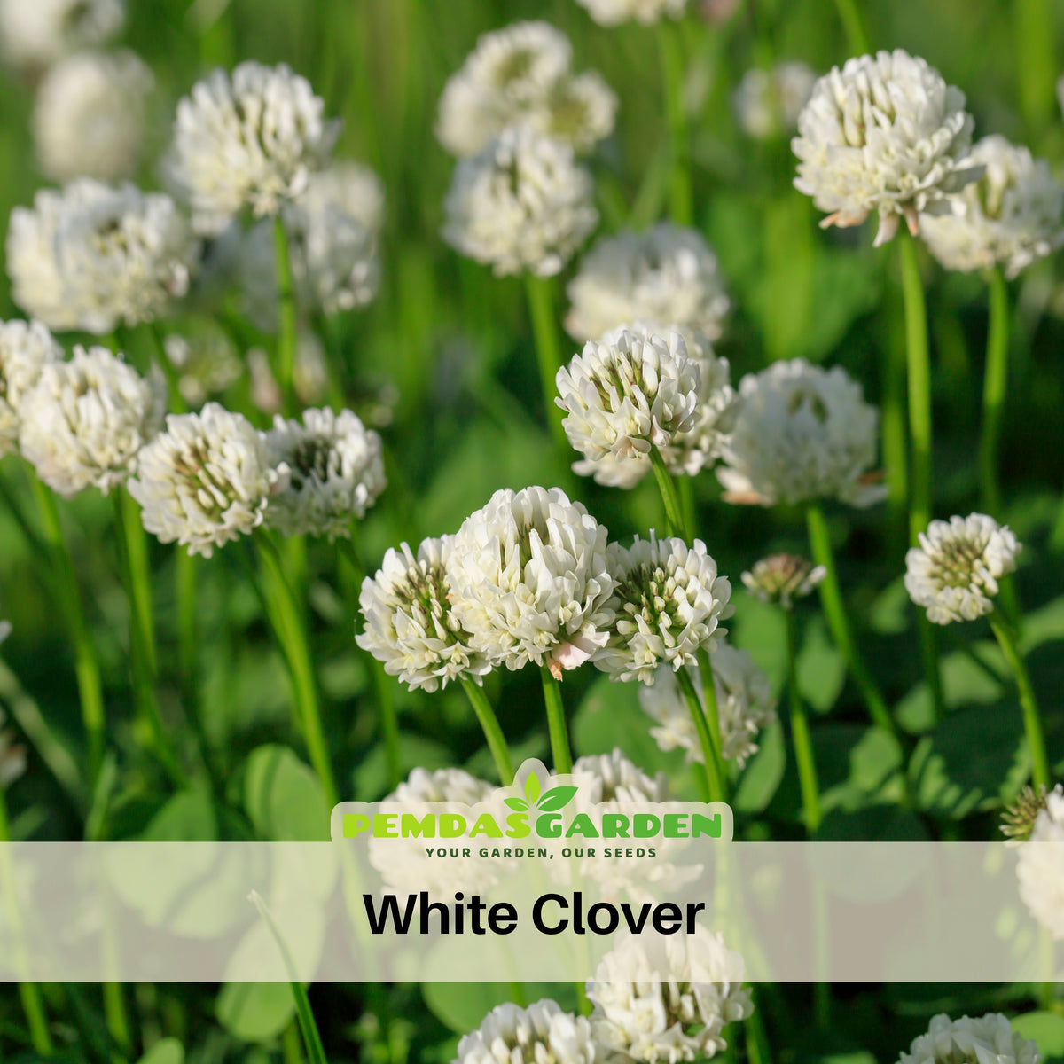 White Clover Seeds - Grass & Groundcover Seeds, Trifolium, 40+ seeds