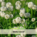 40+ Seeds - White Clover Seeds - Grass & Groundcover Seeds - Trifolium- Eco Friendly Lawn Alternative Low Maintenance Perennial Grass Seed for Green Turf Soil Improvement and Pollinator Friendly#J003
