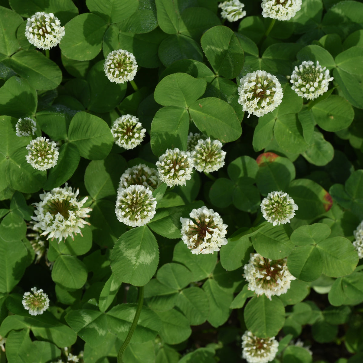 White Clover Seeds - Grass & Groundcover Seeds, Trifolium, 40+ seeds