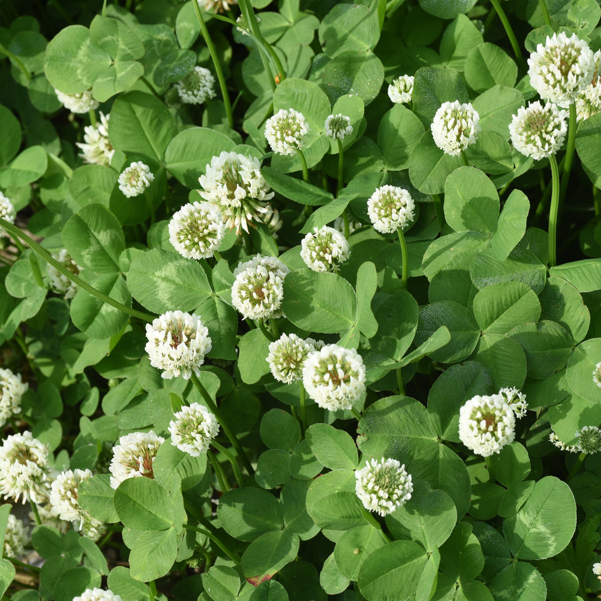 White Clover Seeds - Grass & Groundcover Seeds, Trifolium, 40+ seeds