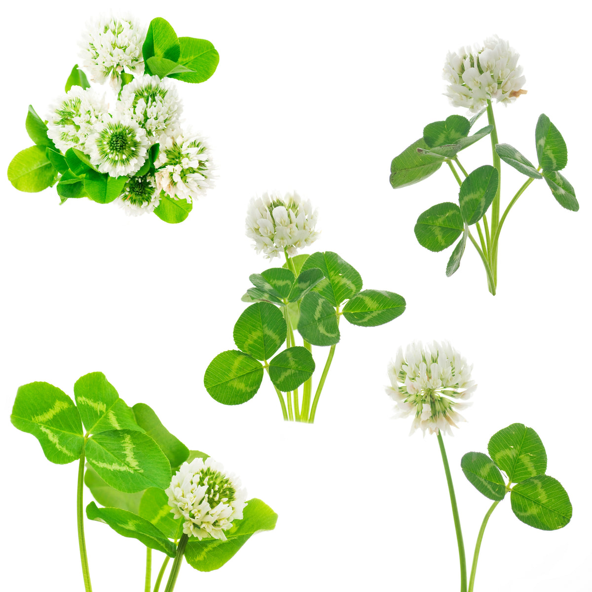 White Clover Seeds - Grass & Groundcover Seeds, Trifolium, 40+ seeds