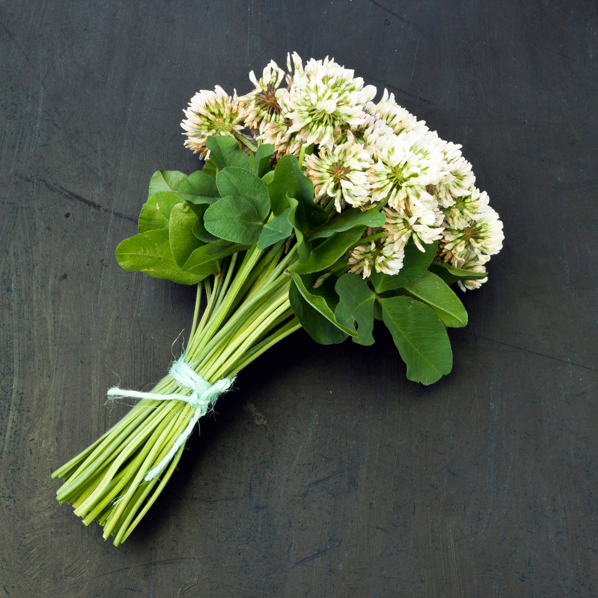 White Clover Seeds - Grass & Groundcover Seeds, Trifolium, 40+ seeds