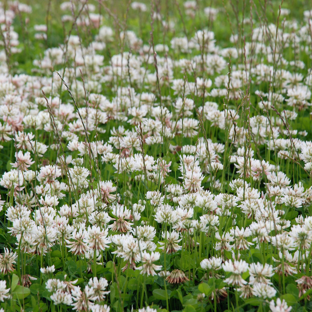 White Clover Seeds - Grass & Groundcover Seeds, Trifolium, 40+ seeds