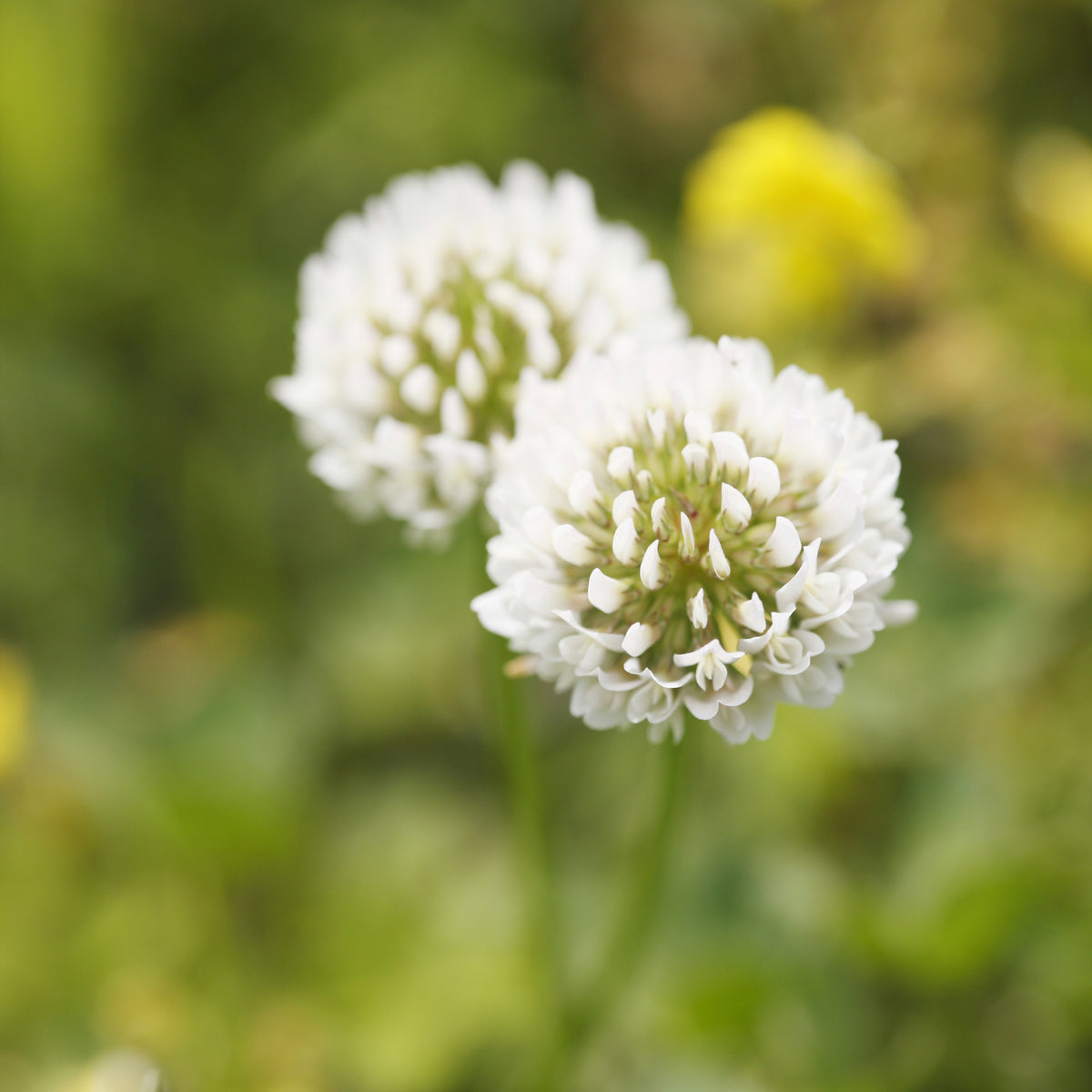 White Clover Seeds - Grass & Groundcover Seeds, Trifolium, 40+ seeds
