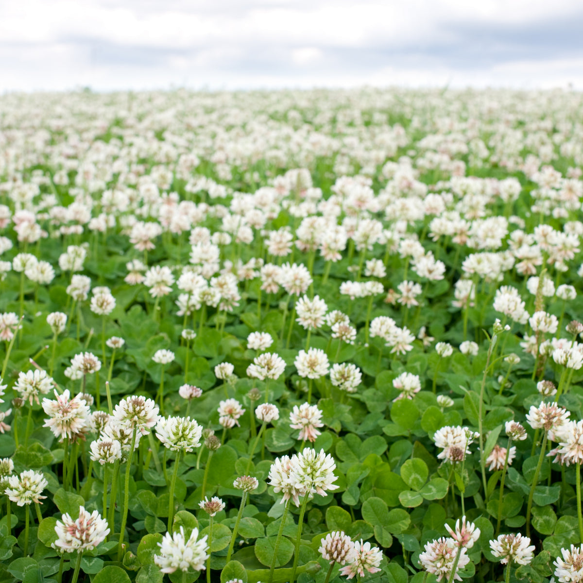 White Clover Seeds - Grass & Groundcover Seeds, Trifolium, 40+ seeds