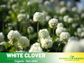40+ Seeds - White Clover Seeds - Grass & Groundcover Seeds - Trifolium- Eco Friendly Lawn Alternative Low Maintenance Perennial Grass Seed for Green Turf Soil Improvement and Pollinator Friendly#J003