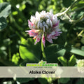 40+ Seeds| Alsike Clover Seeds - Grass & Groundcover Seeds - Trifolium- Eco Friendly Lawn Alternative Low Maintenance Perennial Grass Seed for Green Turf Soil Improvement and Pollinator Friendly#J004