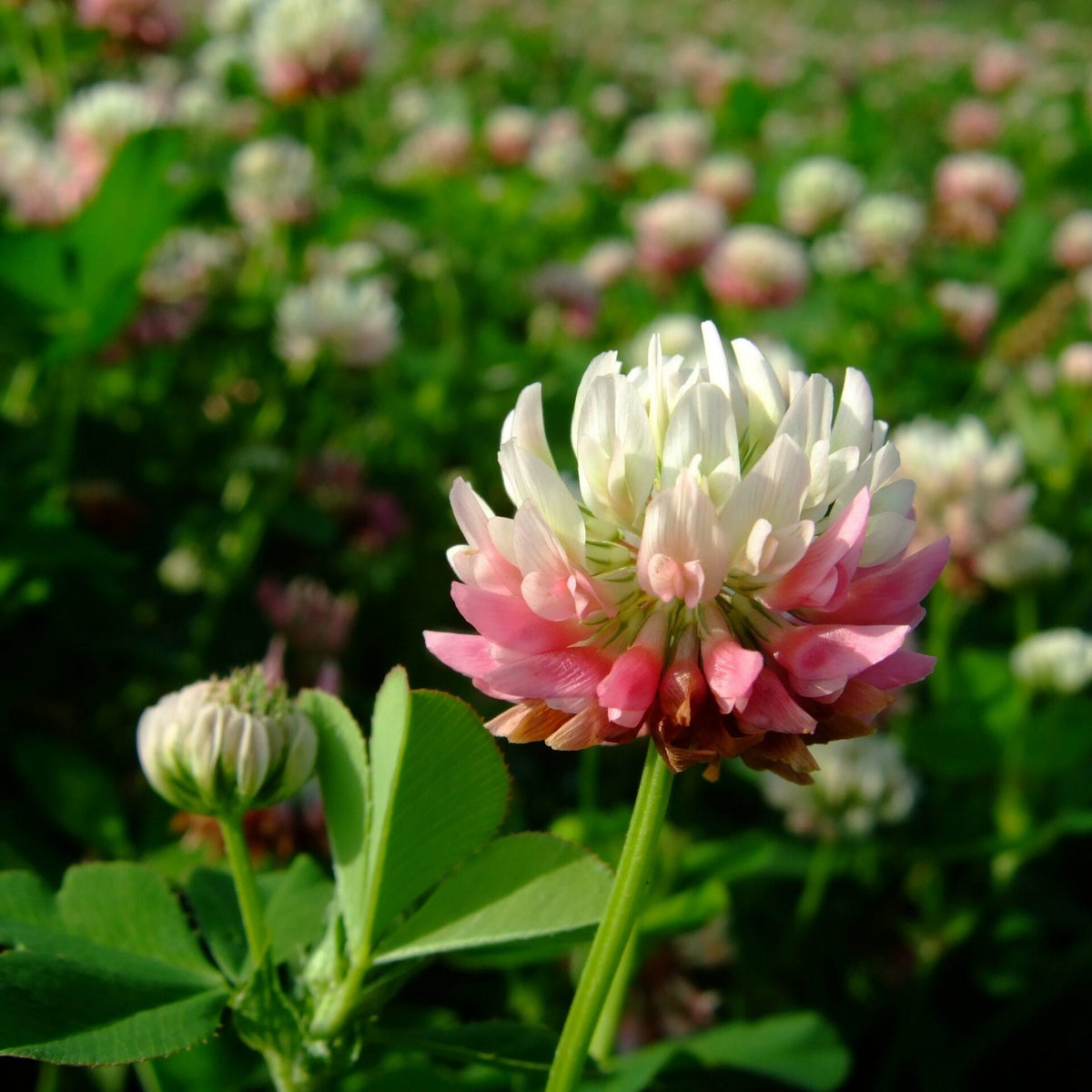 Alsike Clover Seeds - Grass & Groundcover Seeds, Trifolium, 40+ seeds