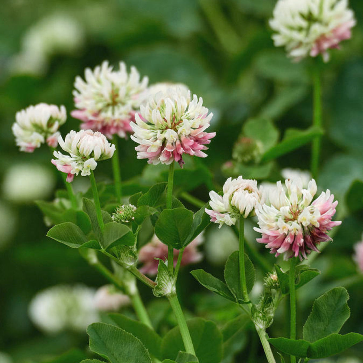 Alsike Clover Seeds - Grass & Groundcover Seeds, Trifolium, 40+ seeds