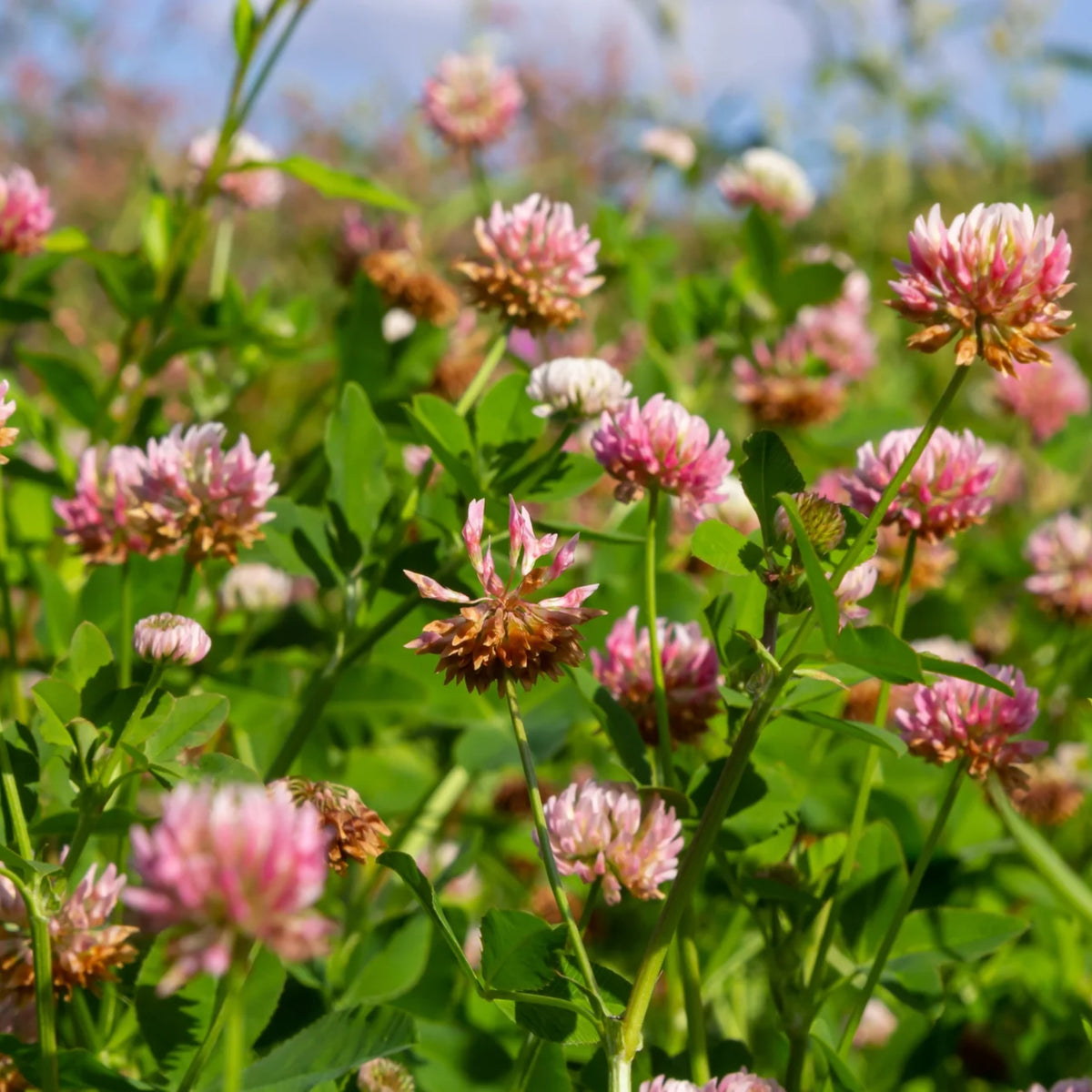 Alsike Clover Seeds - Grass & Groundcover Seeds, Trifolium, 40+ seeds