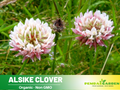 40+ Seeds| Alsike Clover Seeds - Grass & Groundcover Seeds - Trifolium- Eco Friendly Lawn Alternative Low Maintenance Perennial Grass Seed for Green Turf Soil Improvement and Pollinator Friendly#J004