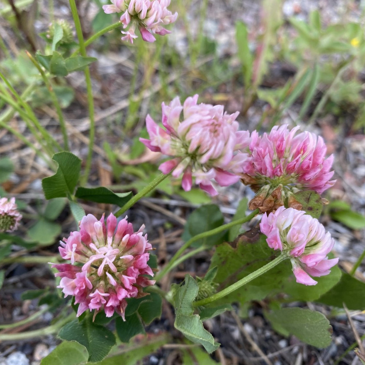 Alsike Clover Seeds - Grass & Groundcover Seeds, Trifolium, 40+ seeds