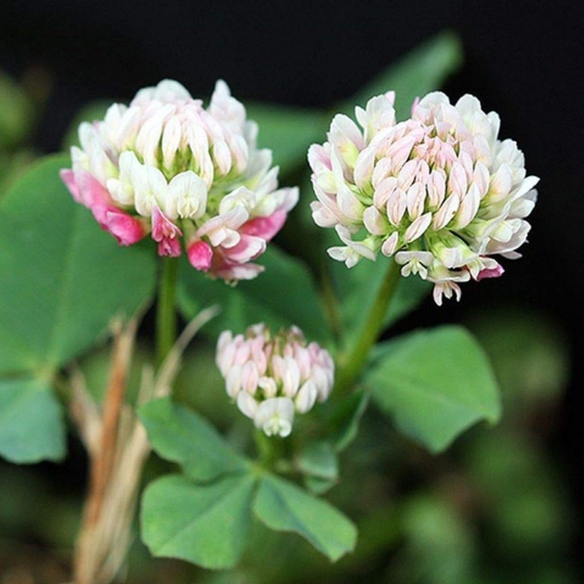 Alsike Clover Seeds - Grass & Groundcover Seeds, Trifolium, 40+ seeds