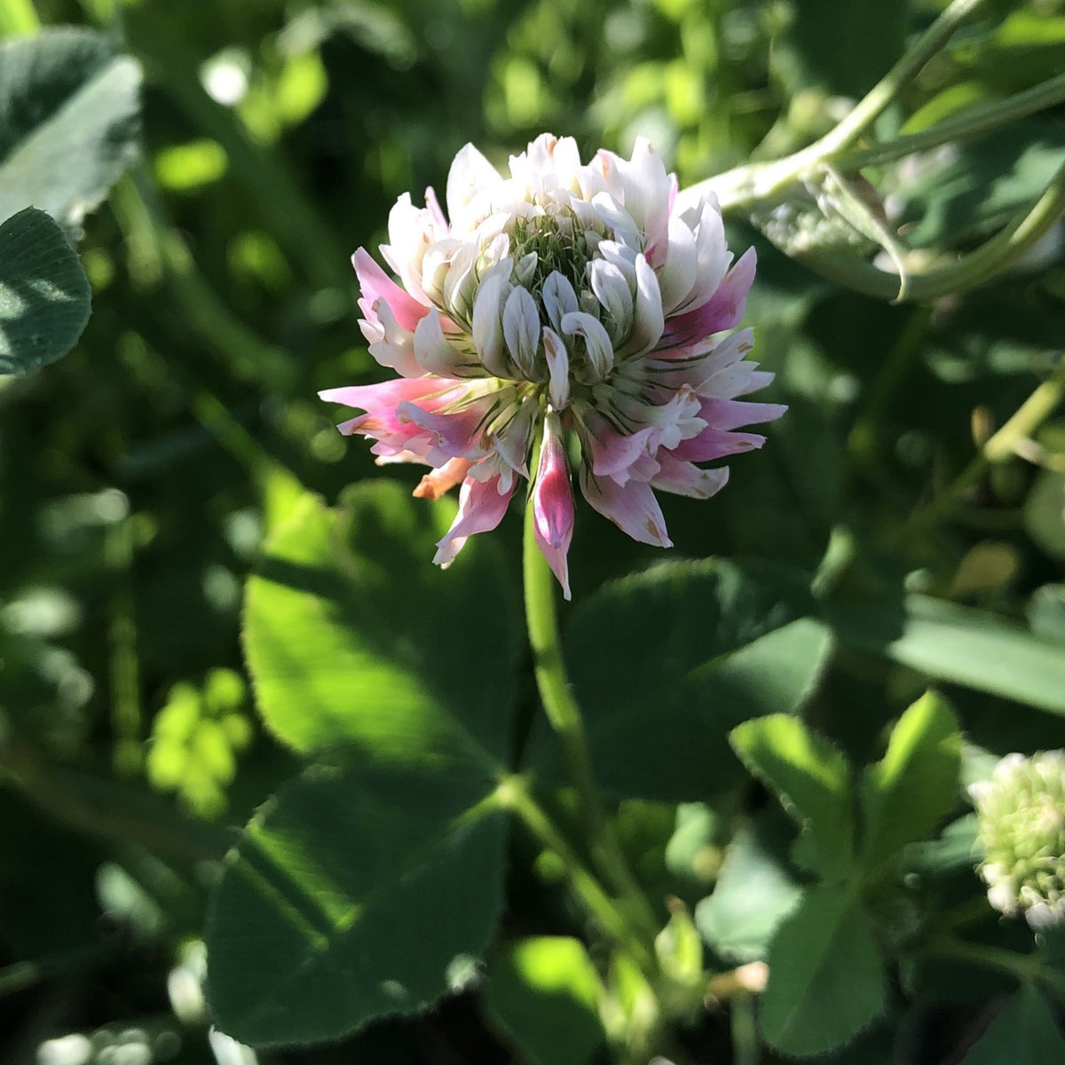 Alsike Clover Seeds - Grass & Groundcover Seeds, Trifolium, 40+ seeds