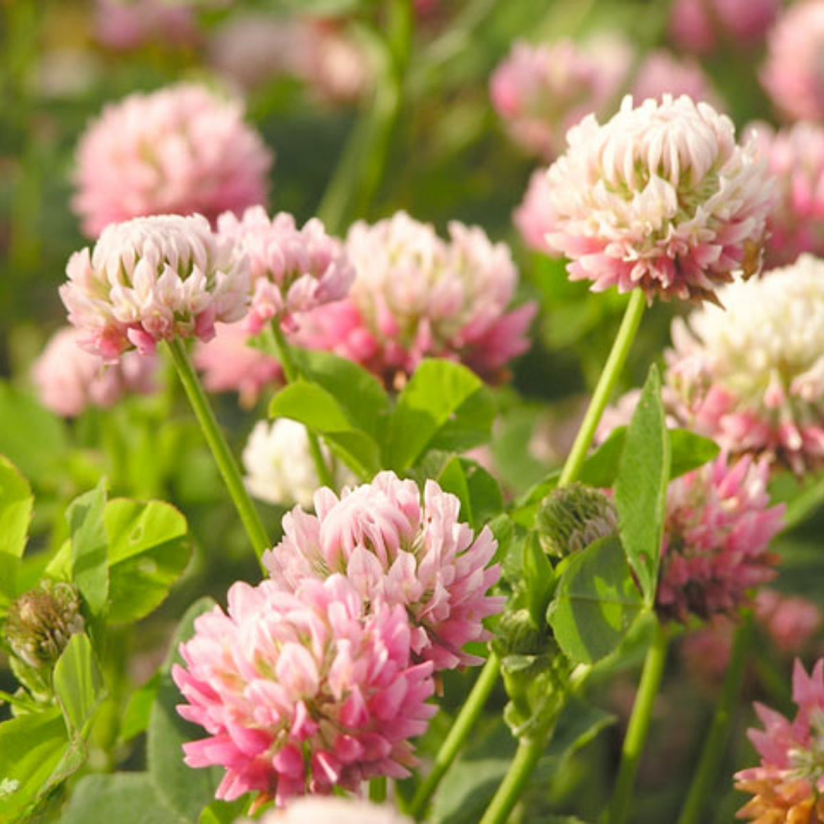 Alsike Clover Seeds - Grass & Groundcover Seeds, Trifolium, 40+ seeds