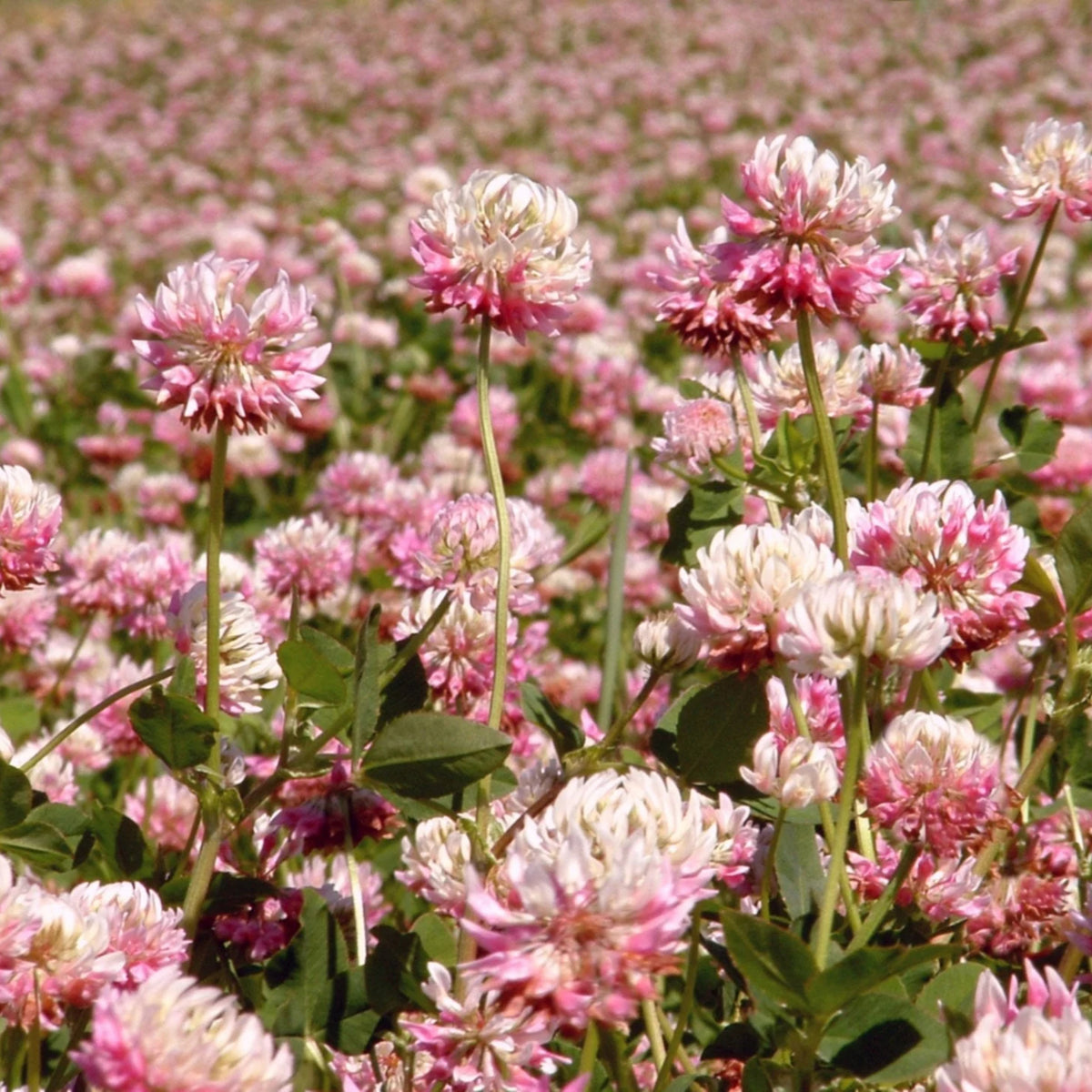 Alsike Clover Seeds - Grass & Groundcover Seeds, Trifolium, 40+ seeds