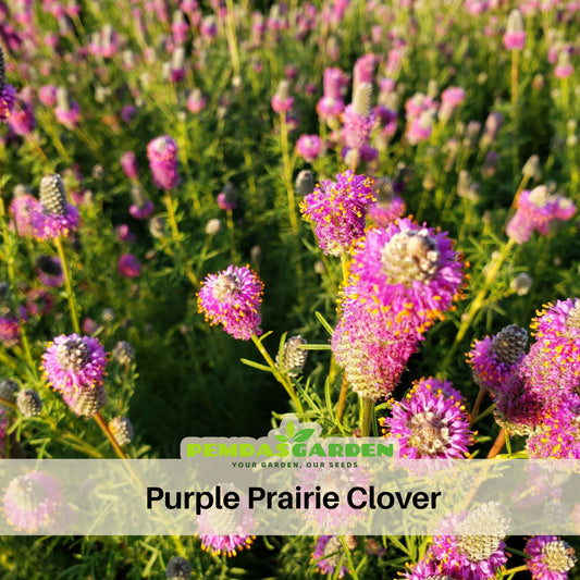 Purple Prairie Clover Seeds - Grass & Groundcover Seeds, 40+ seeds