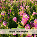 40+ Seeds| Purple Prairie Clover Seeds - Grass & Groundcover Seeds - Trifolium- Eco Friendly Lawn Alternative Low Maintenance Perennial Grass Seed for Green Turf Soil Improvement and Pollinator Friendly#J005