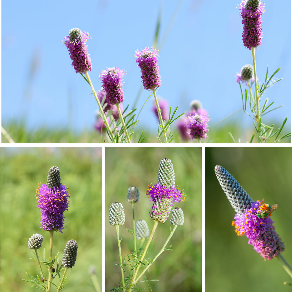 Purple Prairie Clover Seeds - Grass & Groundcover Seeds, 40+ seeds