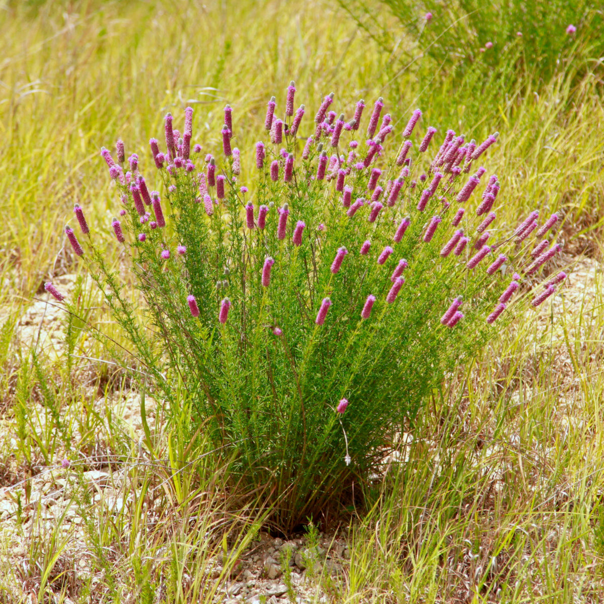 Purple Prairie Clover Seeds - Grass & Groundcover Seeds, 40+ seeds