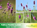 40+ Seeds| Purple Prairie Clover Seeds - Grass & Groundcover Seeds - Trifolium- Eco Friendly Lawn Alternative Low Maintenance Perennial Grass Seed for Green Turf Soil Improvement and Pollinator Friendly#J005