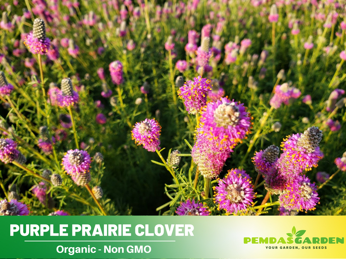 40+ Seeds| Purple Prairie Clover Seeds - Grass & Groundcover Seeds #J005