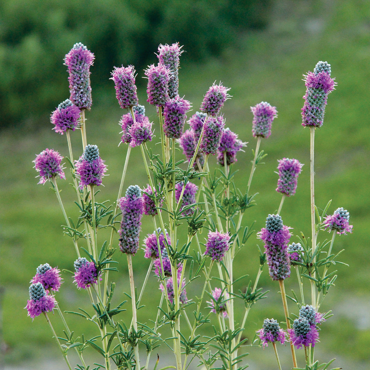Purple Prairie Clover Seeds - Grass & Groundcover Seeds, 40+ seeds