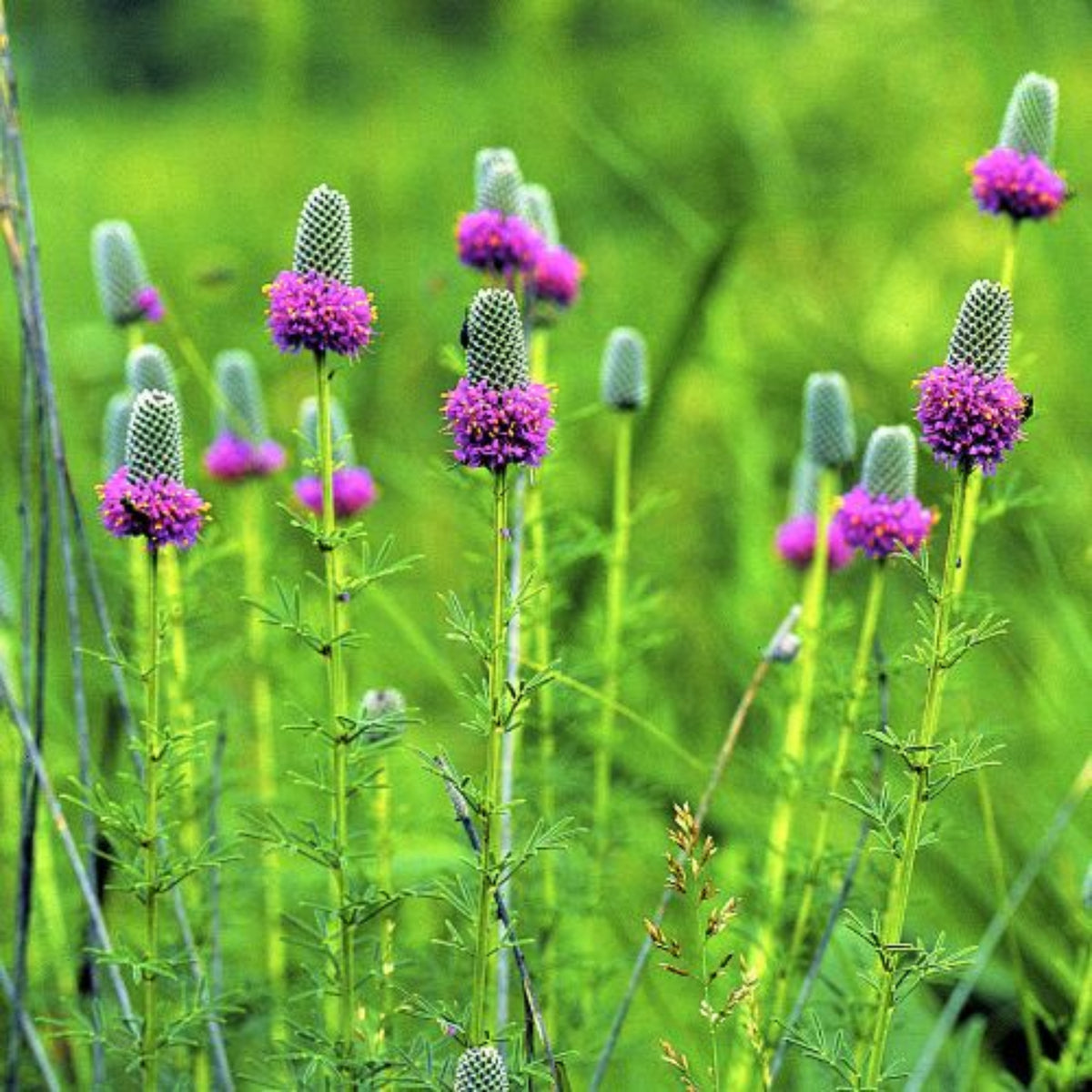 Purple Prairie Clover Seeds - Grass & Groundcover Seeds, 40+ seeds