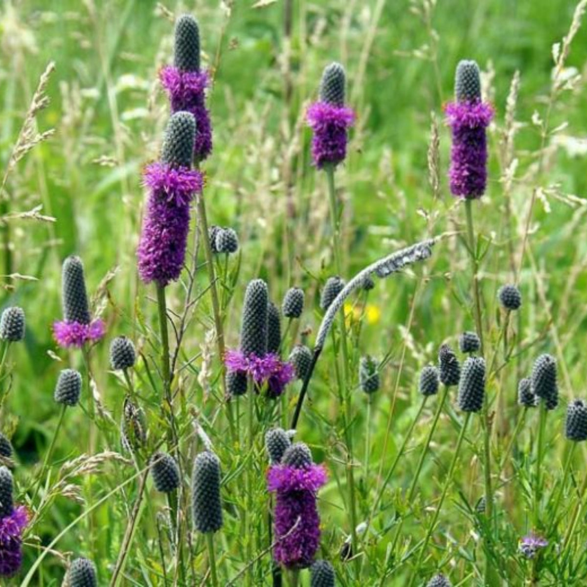 Purple Prairie Clover Seeds - Grass & Groundcover Seeds, 40+ seeds