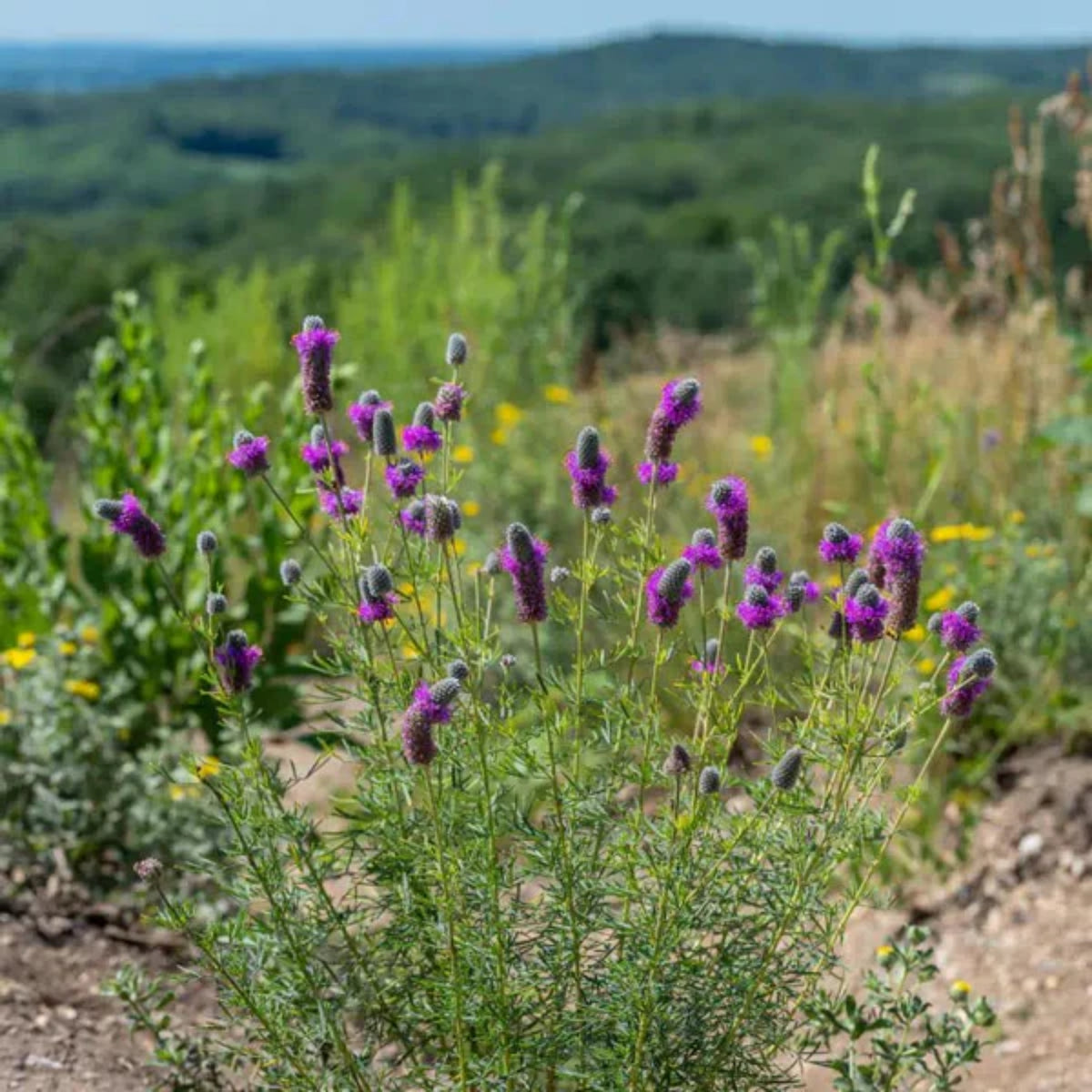 Purple Prairie Clover Seeds - Grass & Groundcover Seeds, 40+ seeds