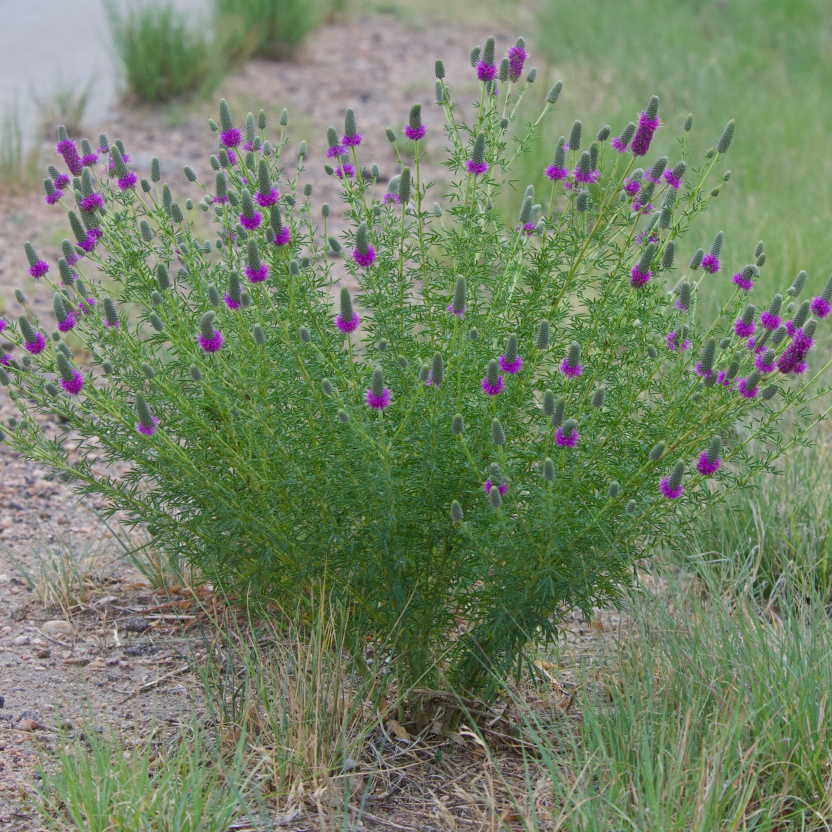 Purple Prairie Clover Seeds - Grass & Groundcover Seeds, 40+ seeds