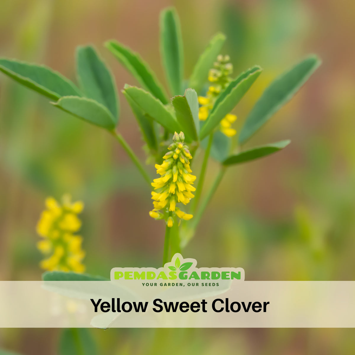 Yellow Blossom Sweet Clover Seeds, 40+ seeds