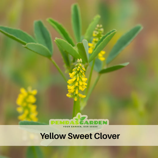 Yellow Blossom Sweet Clover Seeds, 40+ seeds