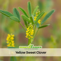 40+ Seeds - Yellow Blossom Sweet Clover - Grass & Groundcover Seeds - Trifolium- Eco Friendly Lawn Alternative Low Maintenance Perennial Grass Seed for Green Turf Soil Improvement and Pollinator Friendly#J006