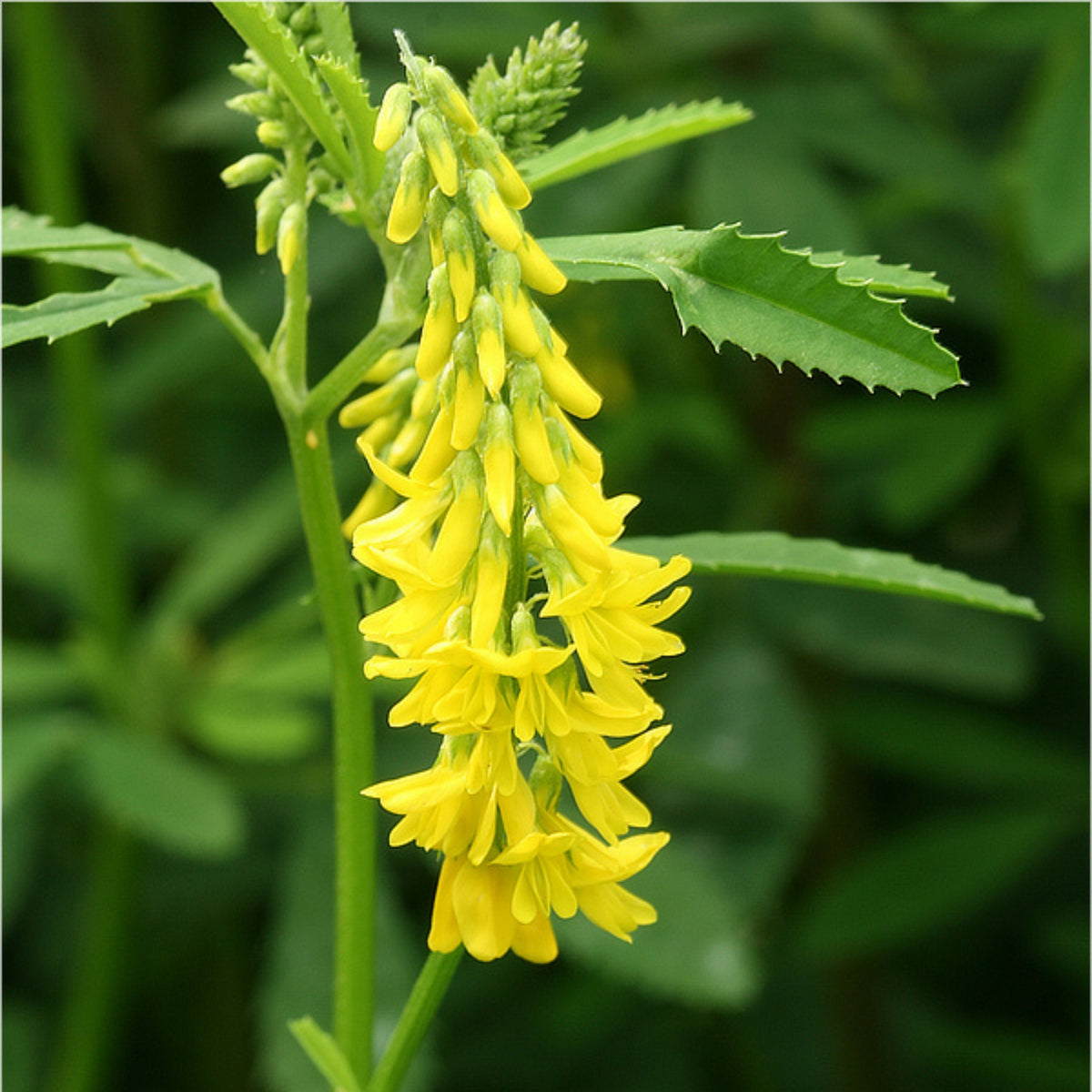Yellow Blossom Sweet Clover Seeds, 40+ seeds