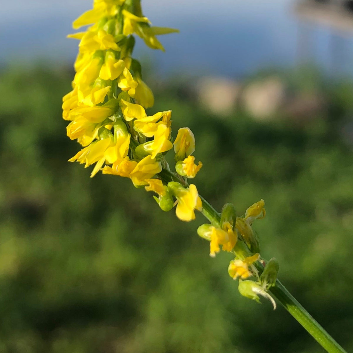Yellow Blossom Sweet Clover Seeds, 40+ seeds