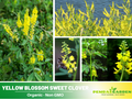 40+ Seeds - Yellow Blossom Sweet Clover - Grass & Groundcover Seeds - Trifolium- Eco Friendly Lawn Alternative Low Maintenance Perennial Grass Seed for Green Turf Soil Improvement and Pollinator Friendly#J006
