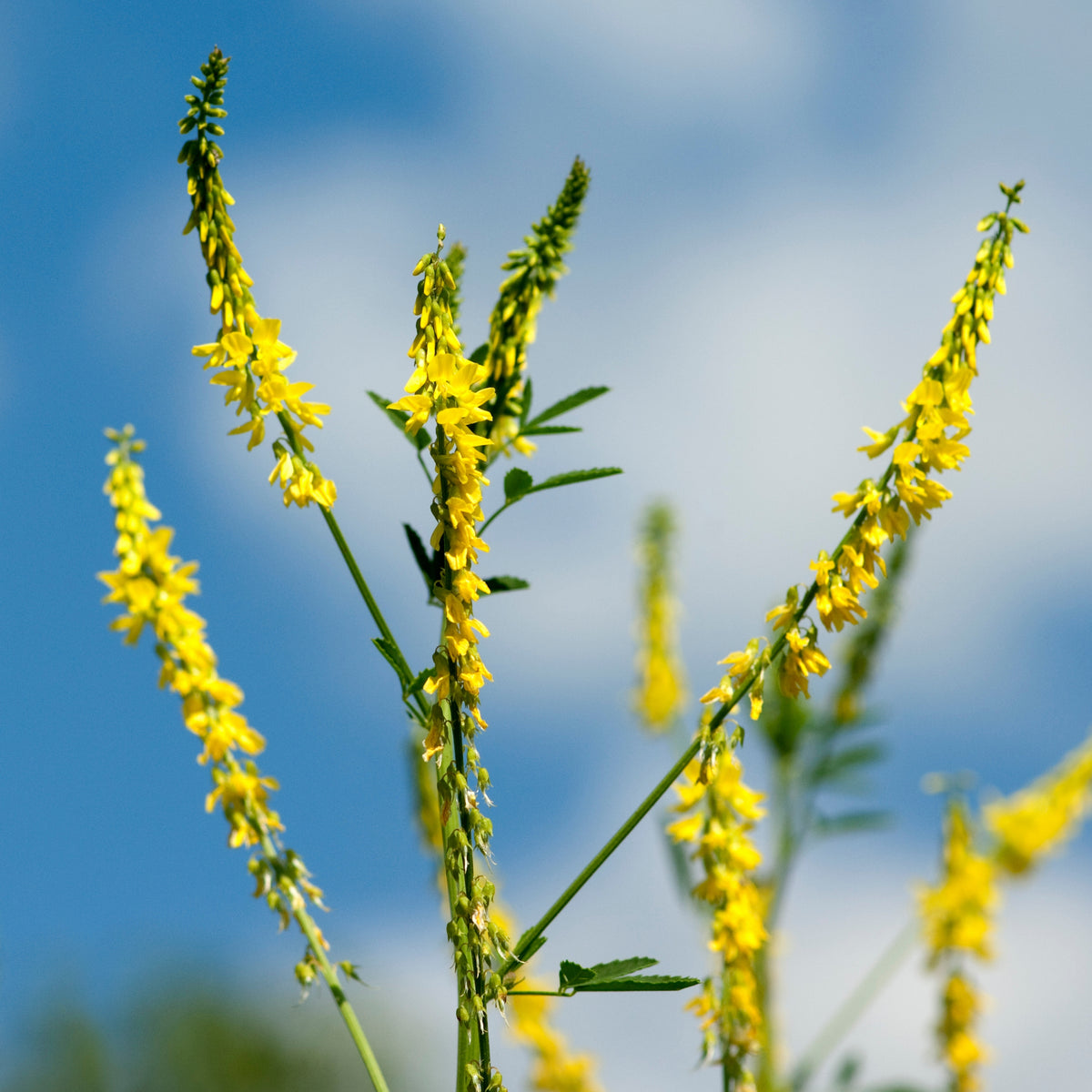 Yellow Blossom Sweet Clover Seeds, 40+ seeds