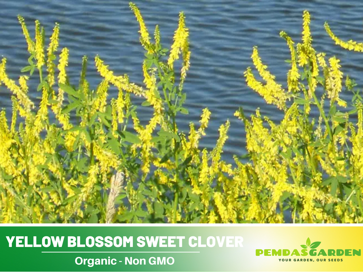 40+ Seeds - Yellow Blossom Sweet Clover - Grass & Groundcover Seeds #J006