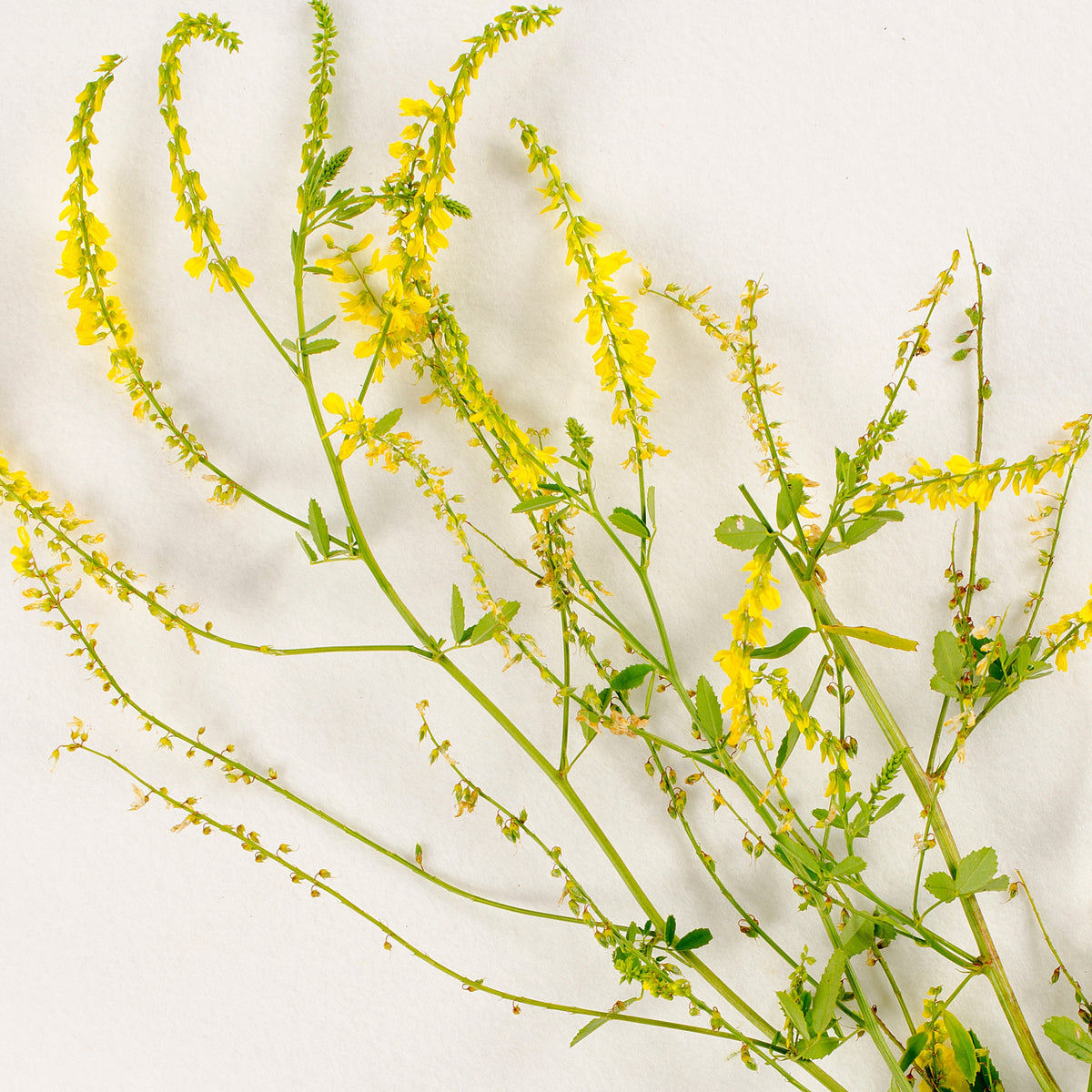 Yellow Blossom Sweet Clover Seeds, 40+ seeds