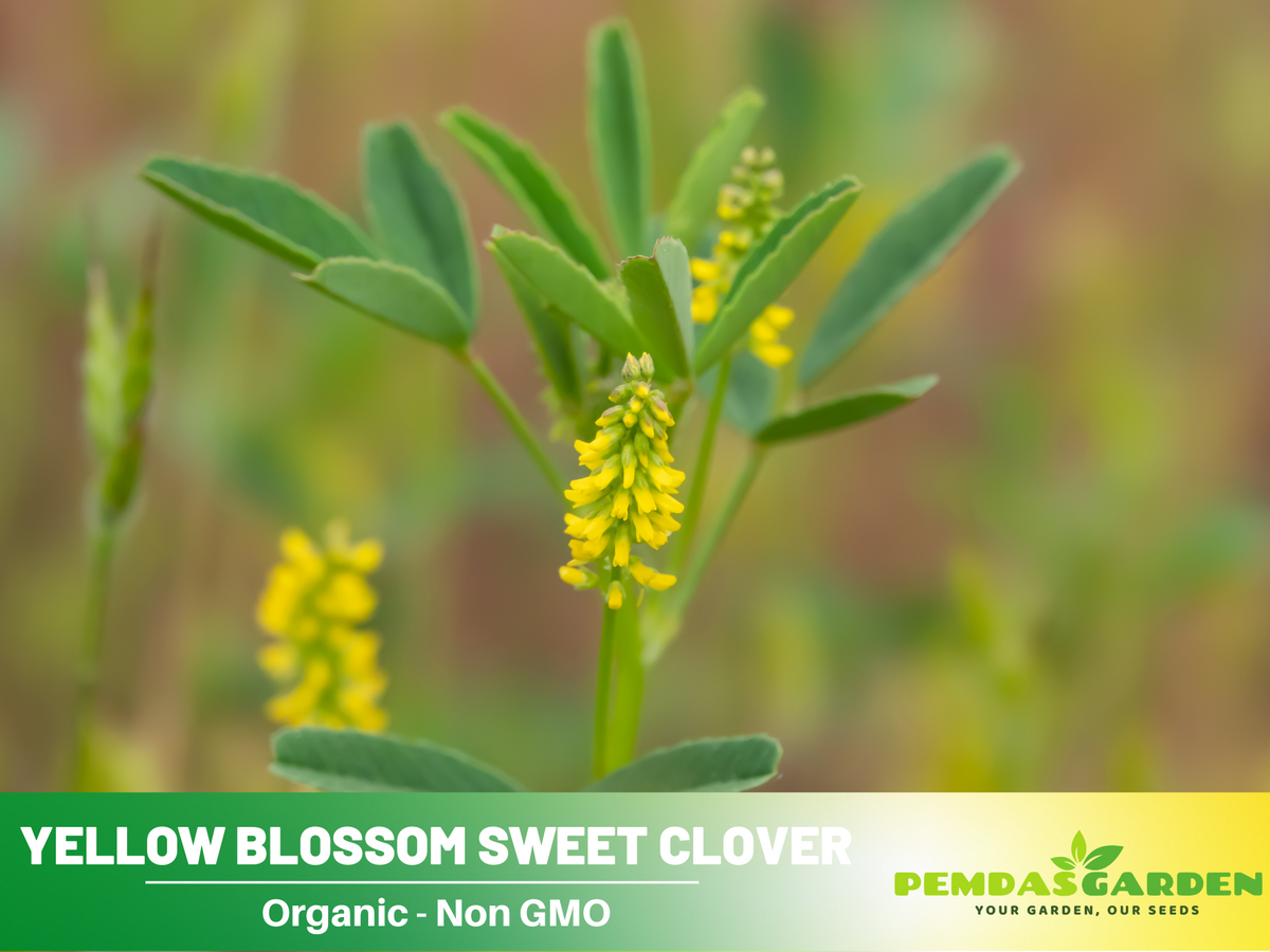40+ Seeds - Yellow Blossom Sweet Clover - Grass & Groundcover Seeds #J006