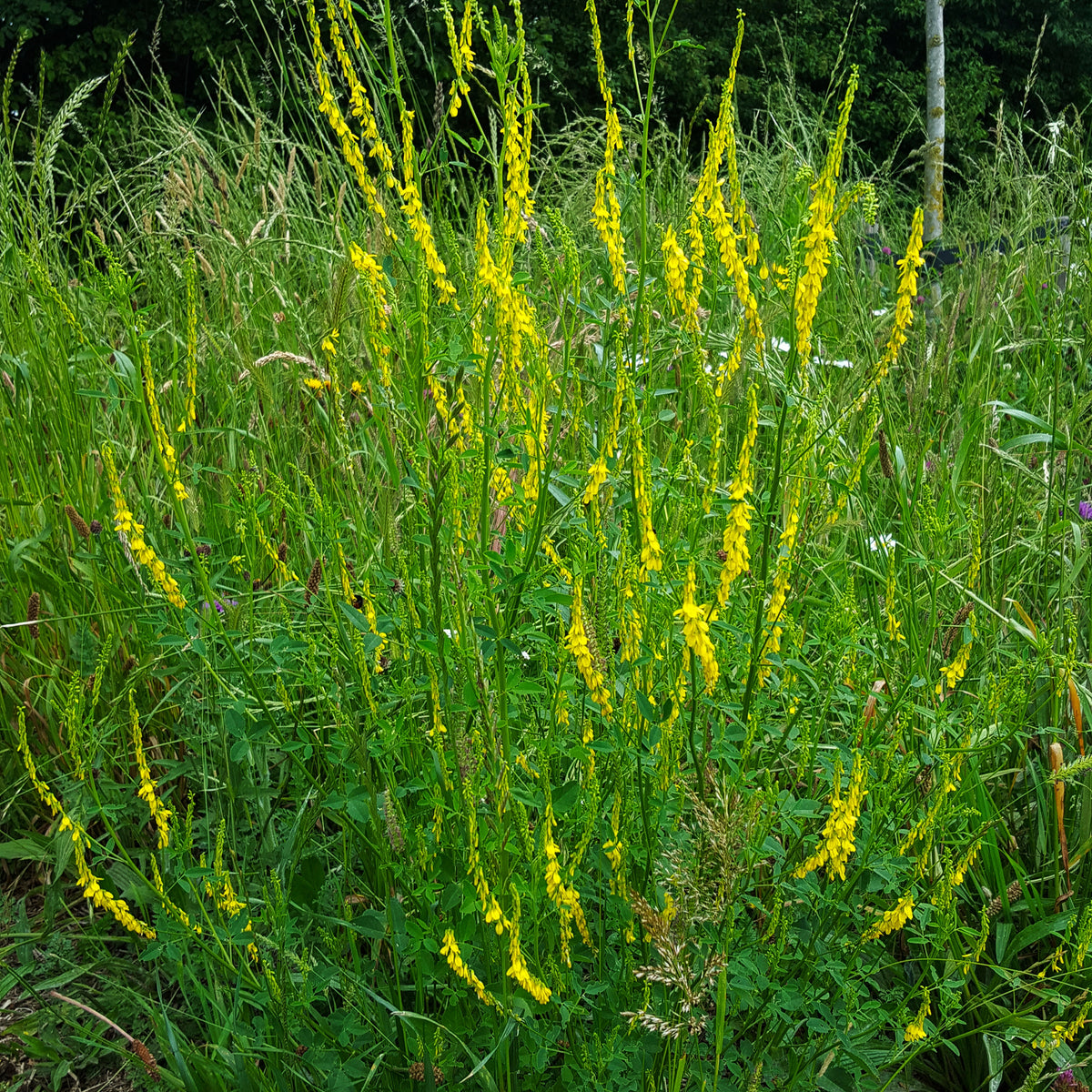 Yellow Blossom Sweet Clover Seeds, 40+ seeds