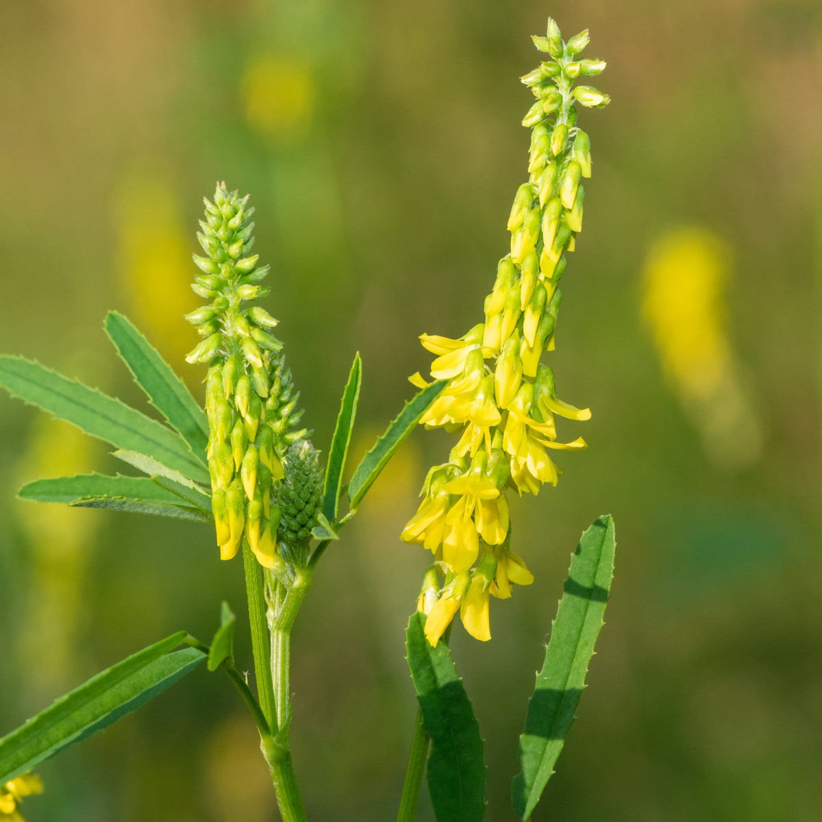 Yellow Blossom Sweet Clover Seeds, 40+ seeds