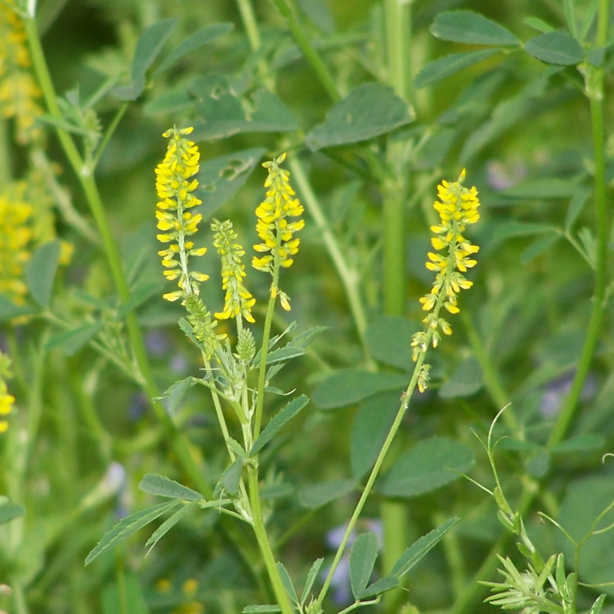 Yellow Blossom Sweet Clover Seeds, 40+ seeds
