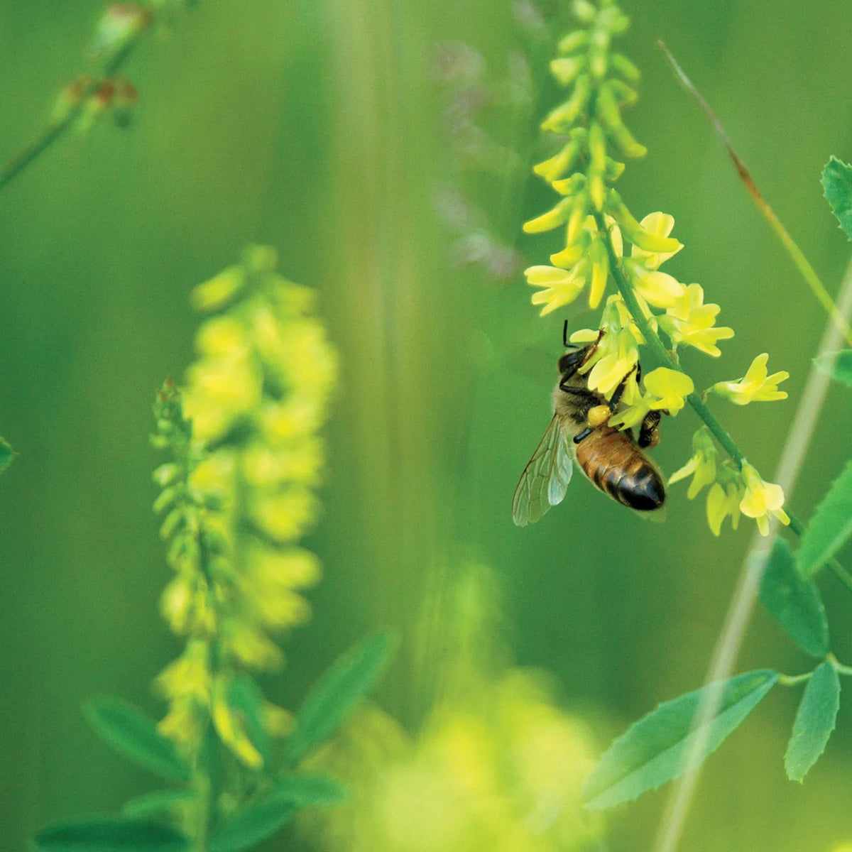 Yellow Blossom Sweet Clover Seeds, 40+ seeds