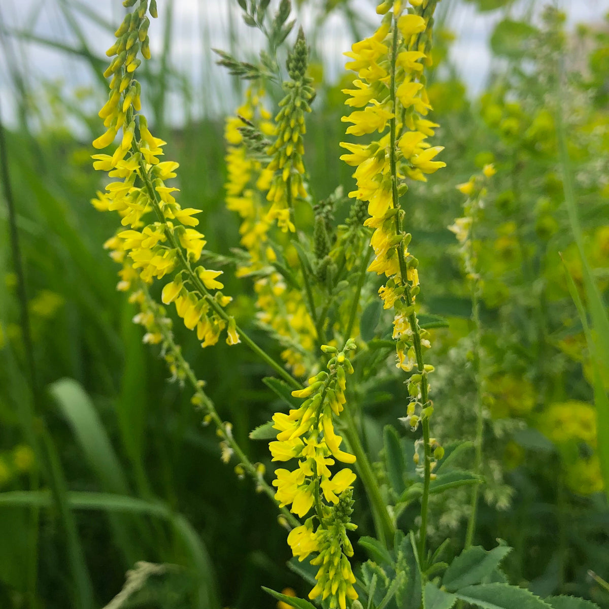 Yellow Blossom Sweet Clover Seeds, 40+ seeds