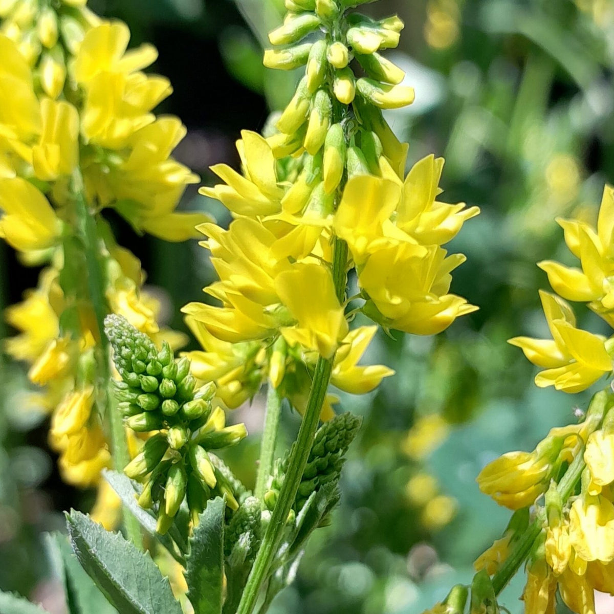 Yellow Blossom Sweet Clover Seeds, 40+ seeds