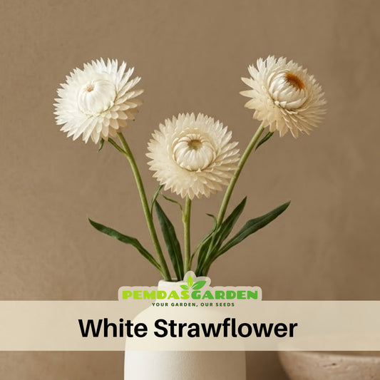 White Strawflower Seeds - Xerochrysum, Everlasting Daisy, 100 seeds